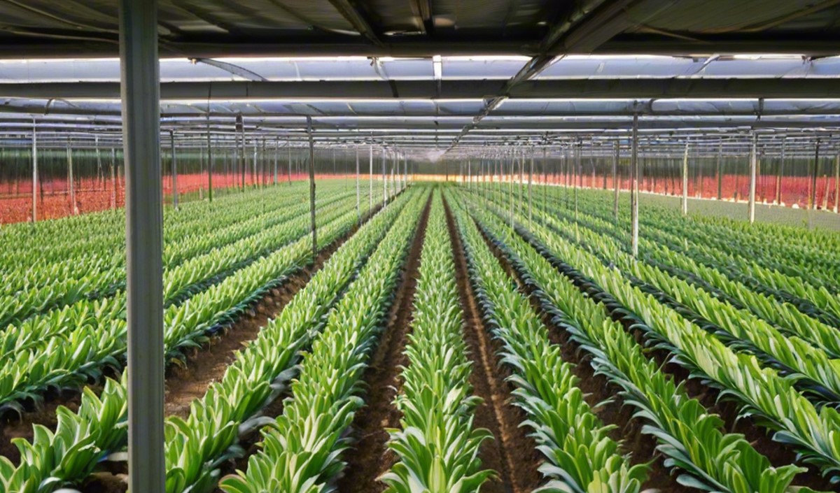 播種未來：農業品牌全案策劃的實際意義