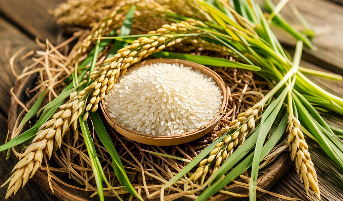 農業企業如何打造高端大米品牌的全案方案