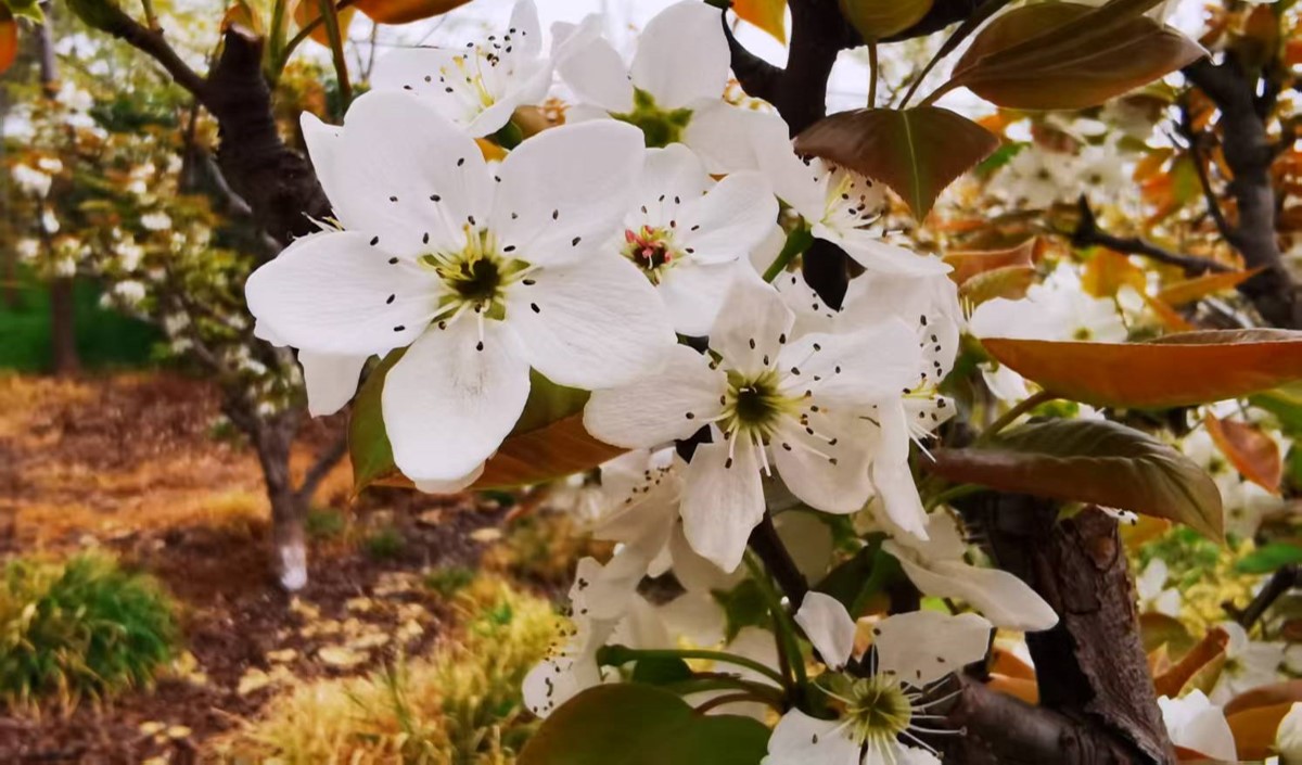 農業企業是否需要做品牌：品牌建設的價值有哪些？