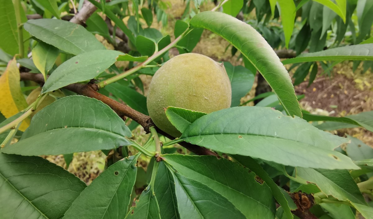 水蜜桃產業發展機會與品牌農業建設策劃指南
