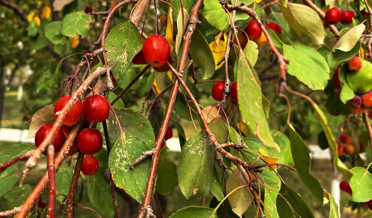 新疆水果企業全國知名品牌營銷戰略方案
